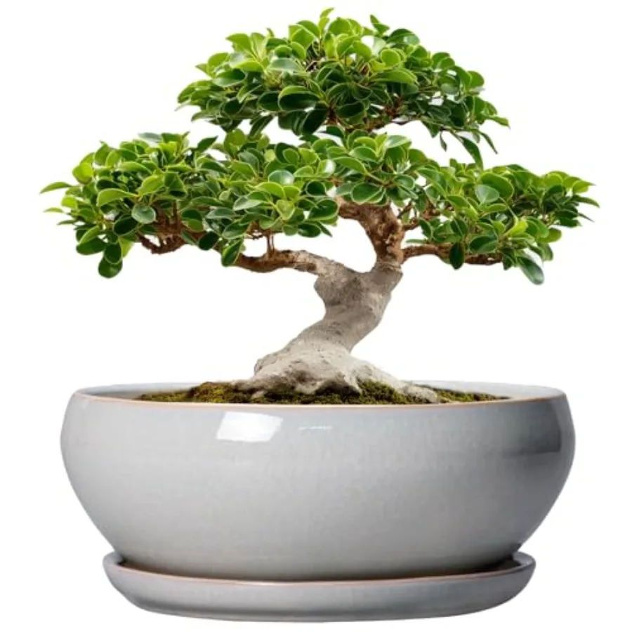 

12 Inch Bonsai Pots - Large Ceramic Succulent Pots with Drainage Hole and Saucer Shallow Planter for Indoor Outdoor Plants Flow