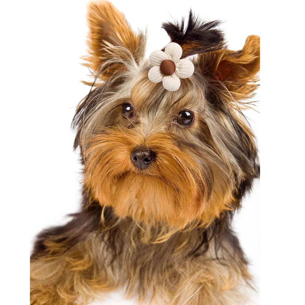 10/50PCS Solid Color Pet Hair Accessories Dog and cat Hair Decoration Sunflower Rubber Bands Bulk Pet Grooming Supplies