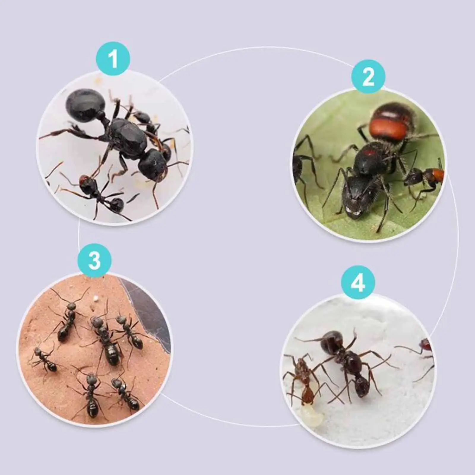 

ANT Farm ANT Nest Transparent DIY Supplies Science Educational Study Habitat for Gift Tabletop Decoration Science Observation