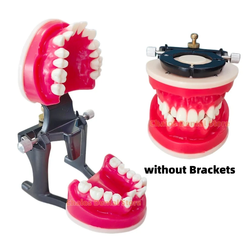 Dental Orthodontic Typodonts Model Gum Wax Embankment Teeth Practice Model With/Without Bracket Dental Teaching Study Demo Model