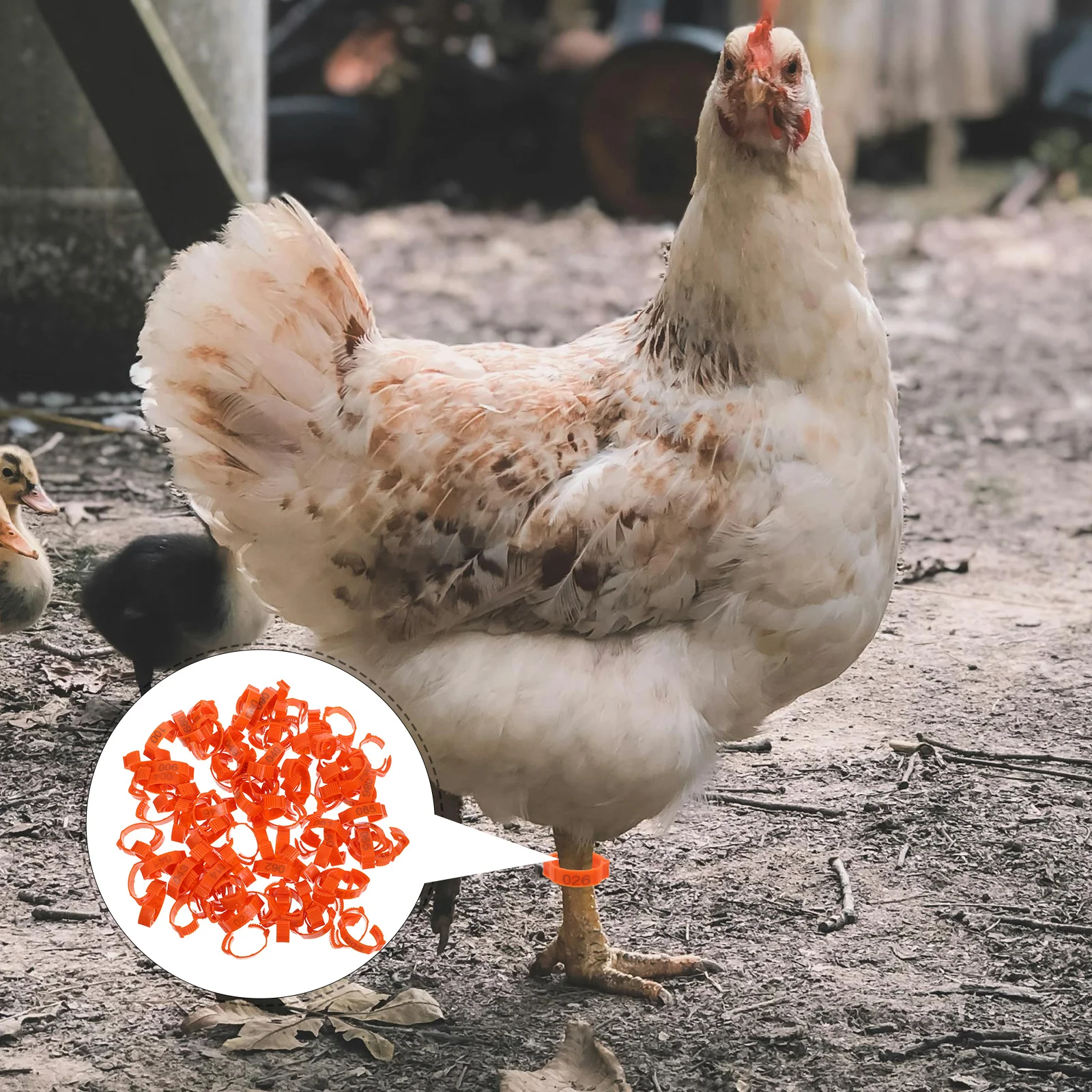 100 шт., ленты для ног для птицы, кольца для ног с куриным номером, надежная посадка, идентификационные бирки для управления разведениями на ферме