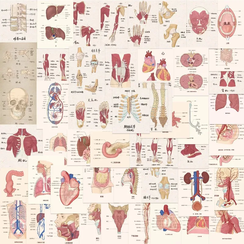 Human Body Organ Stickers |50Pcs Human Anatomy Waterproof Vinyl Decals for Water Bottles Laptop Phone Decor