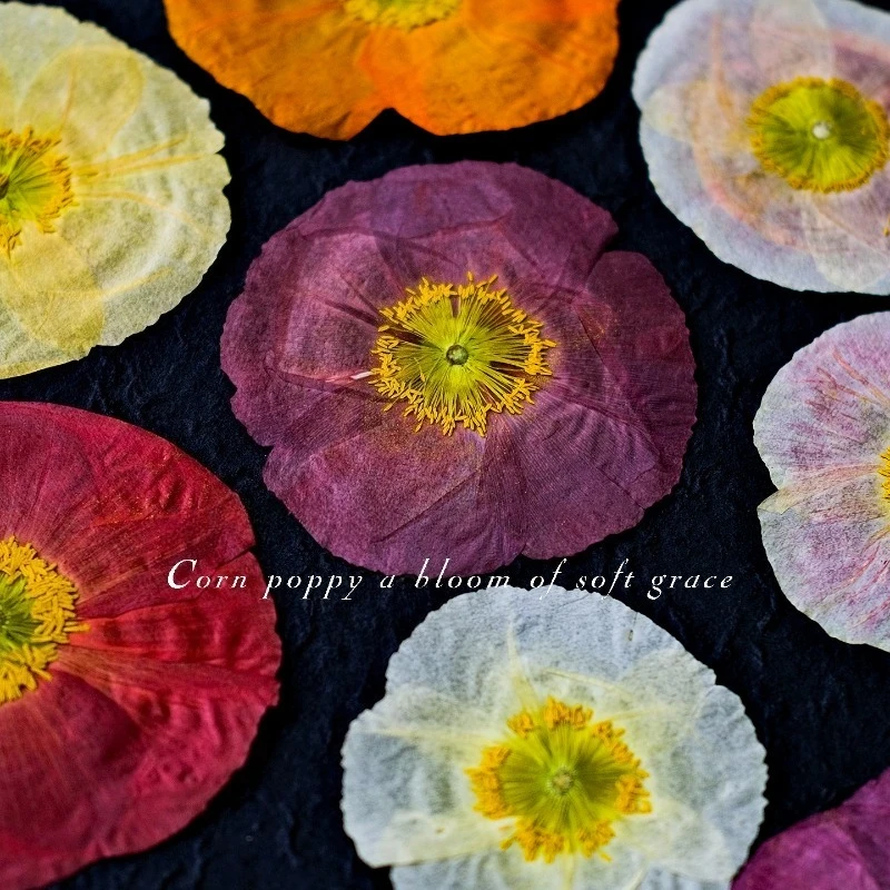 1pcs,Nature Field Poppy Pressed Dry Flowers DIY Resin Mold Scrapbook Plant Photo Frame Handmade Bookmarkl Art Craft Accessories