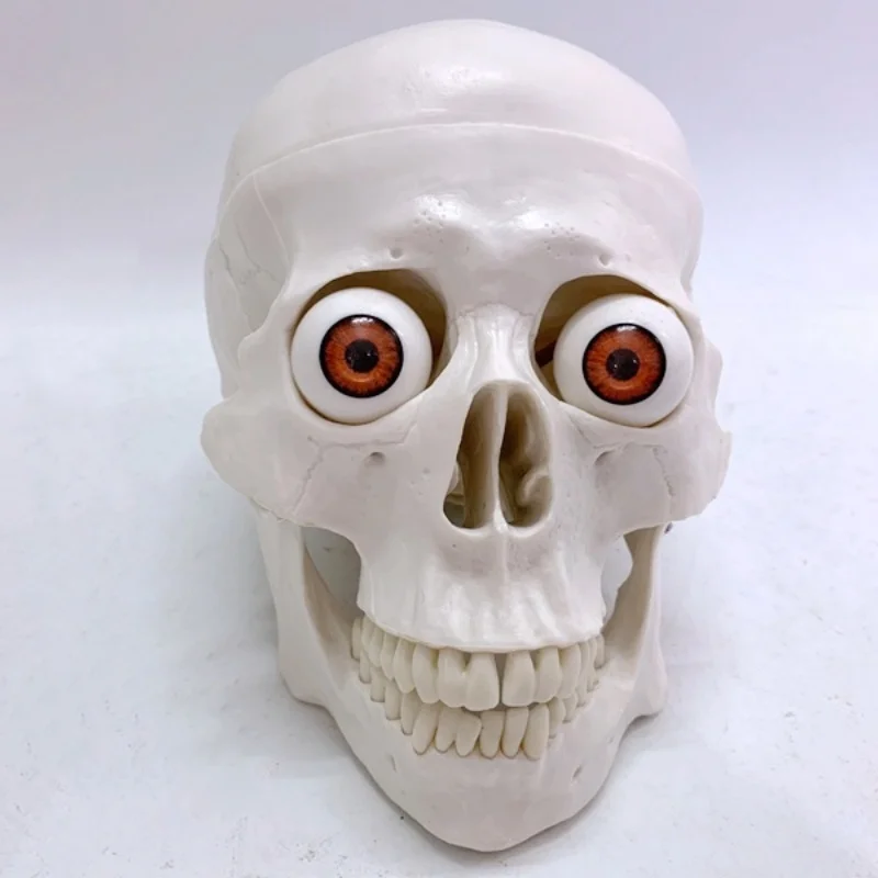 نموذج جمجمة مع عيون رأس جمجمة عظام تعليم الفيلم والتلفزيون لعبة مضحكة رسم #1