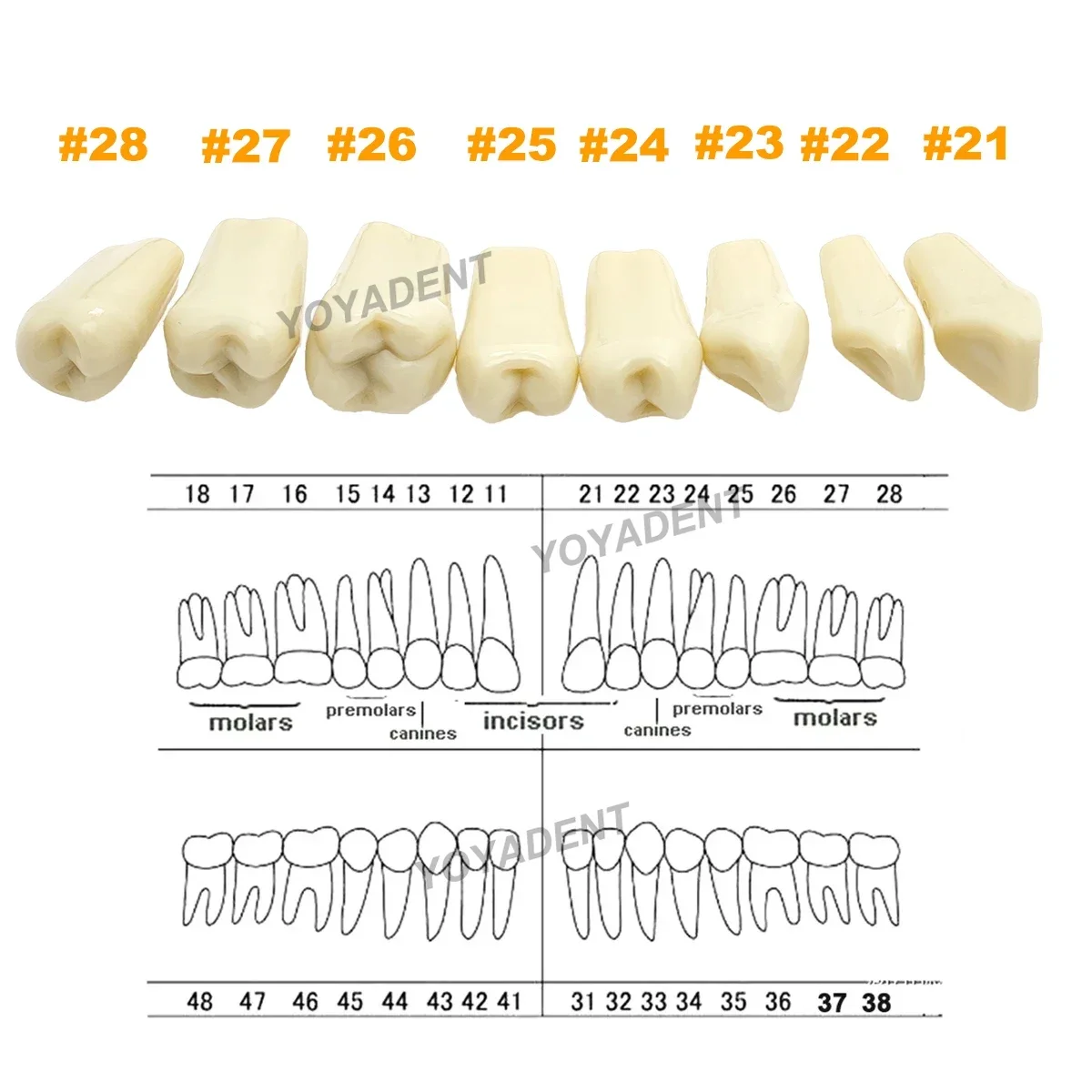 Model zębów dentystycznych Pełne zęby 32 szt. Wymienne cząstki zębów Fit Frasaco A3 Przygotowanie stomatologii Trening Naucz