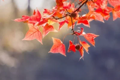 

4pcs 88mm 1.9" Beadlock Plastic wheel hub and Soft Rubber Tire Set for 1/10 RC Crawler Car Axial SCX10 Pro Capra Trxs TRX4 D90