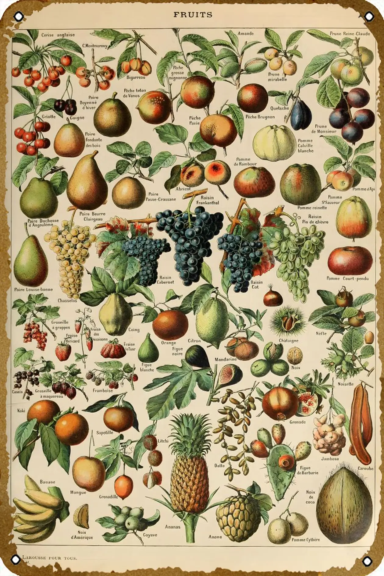 FRUITS by Adolphe Millot Plaque Poster Metal Tin Sign 8