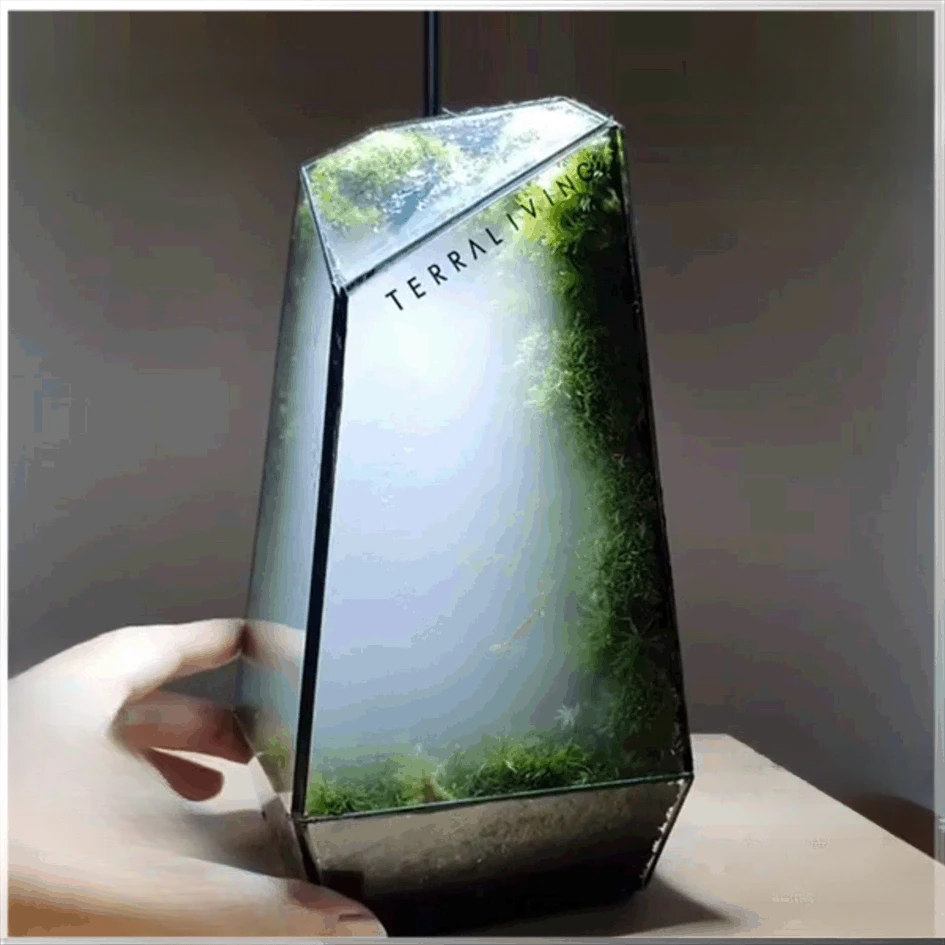 

Glass Vase Cover for Household Decoration, Transparent Glass Vase, Modern and Simple, Eternal Flower Decoration, Creative Fashio