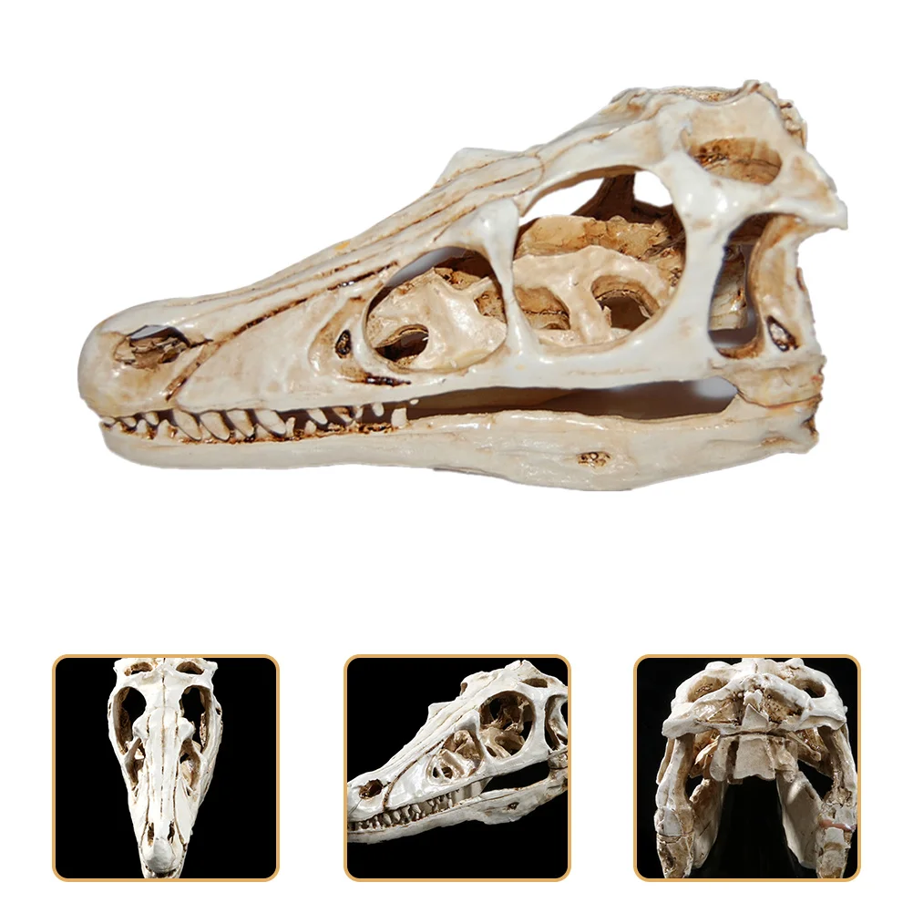 

Dinosaur Skull Resin Skull Specimen for Scientific Teaching Display Home Decoration Prop Head