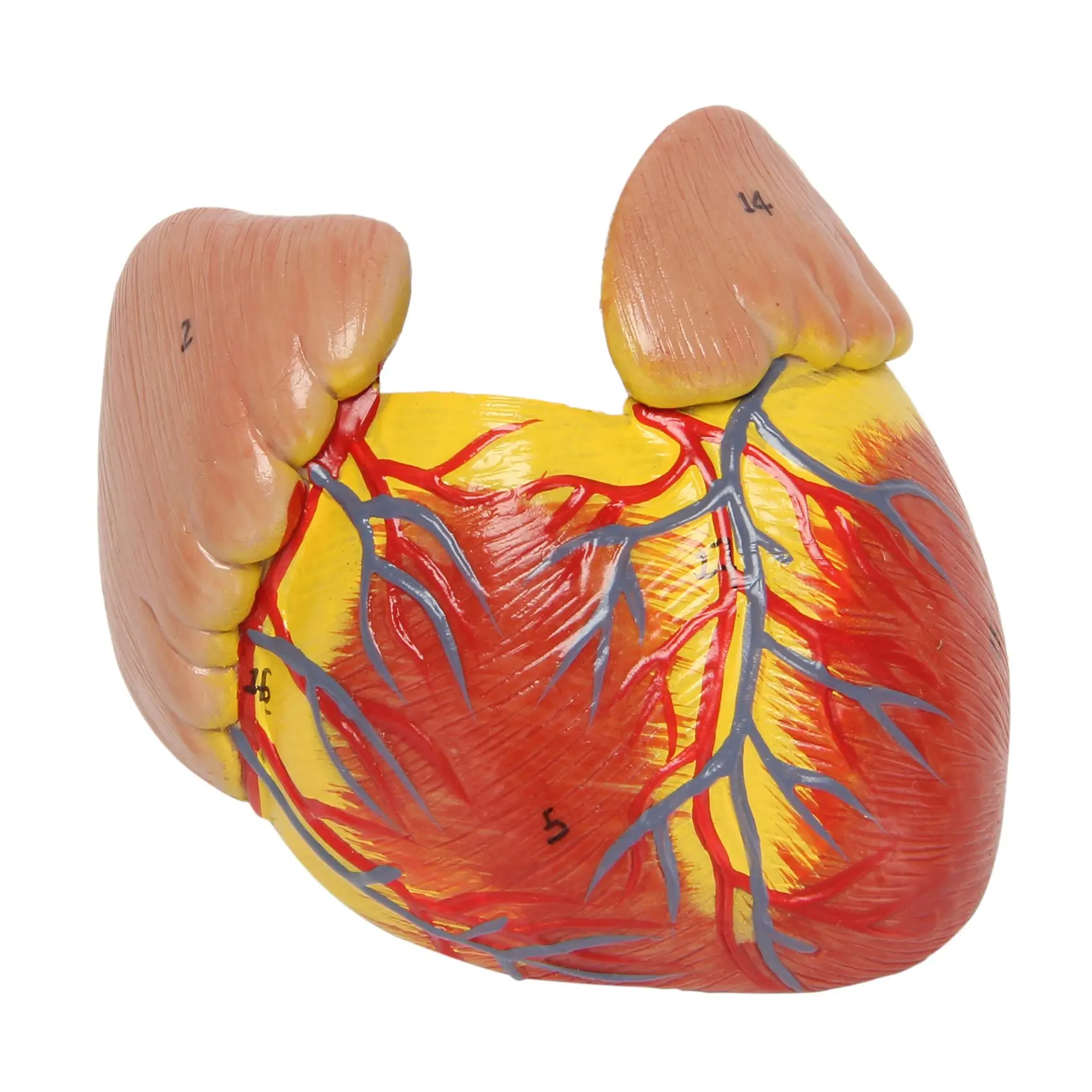 Model serca ludzki 1: 1, anatomicznie dokładny Model serca naturalnej wielkości ludzki szkielet anatomiczny do wyświetlania w klasie nauki