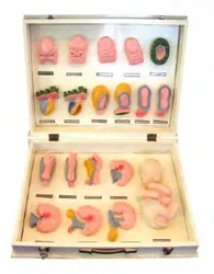 Fetal Appearance and Facial Development Models Advanced Human Anatomy Medical Training Simulator