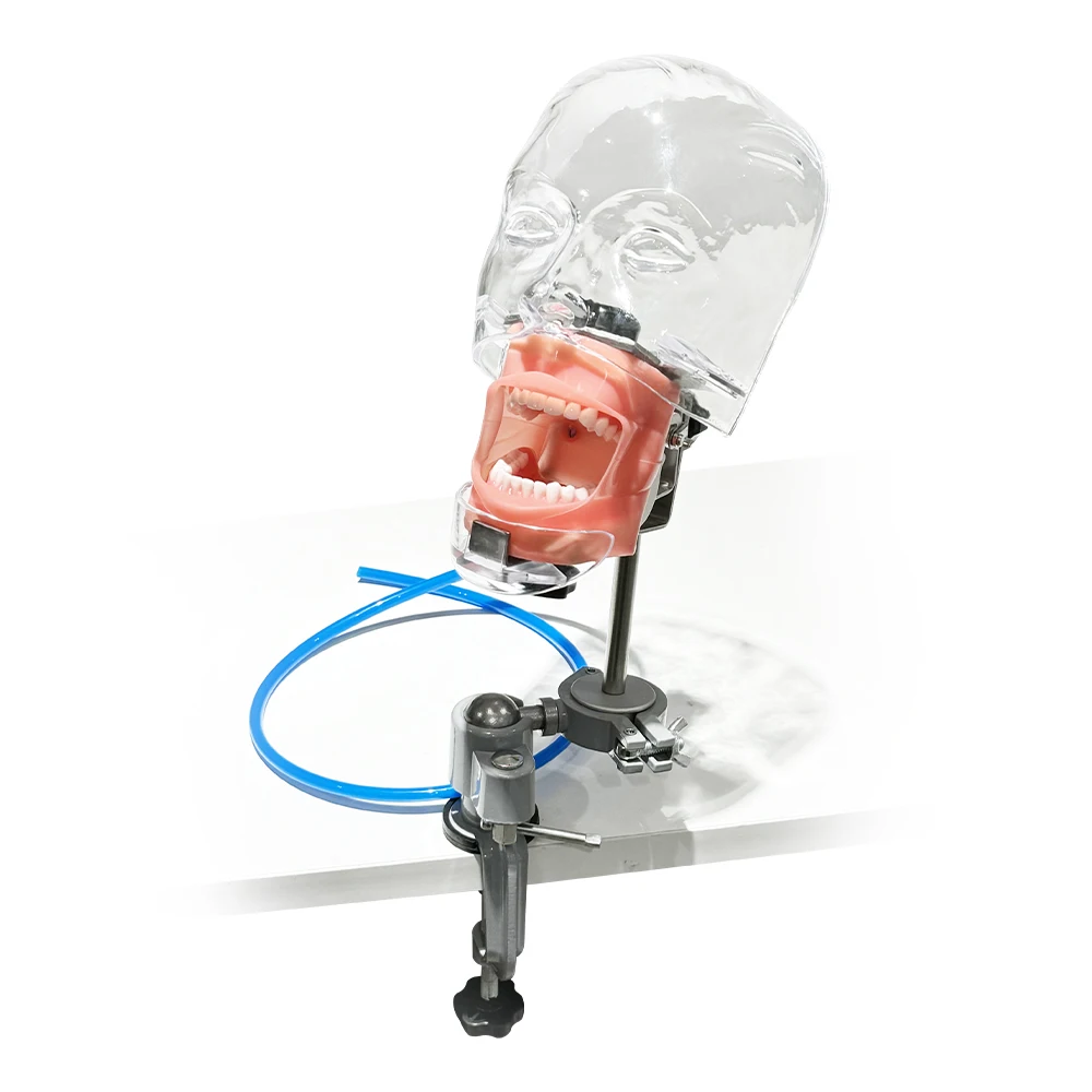 Dental Simulator Mannequin Head with Table Clamp Transparent Dental Phantom Head Model for Dentist Teaching Practice Training