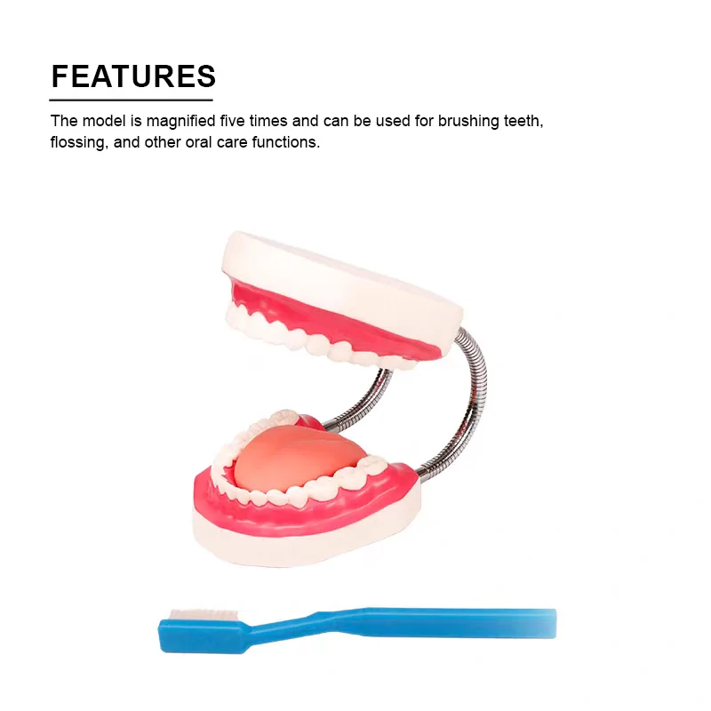 ADA Durable PVC 5X Giant Teeth Model HY Wear-Resistant Manikin Comparative Observation Dental Care Simulator for Classroom Study