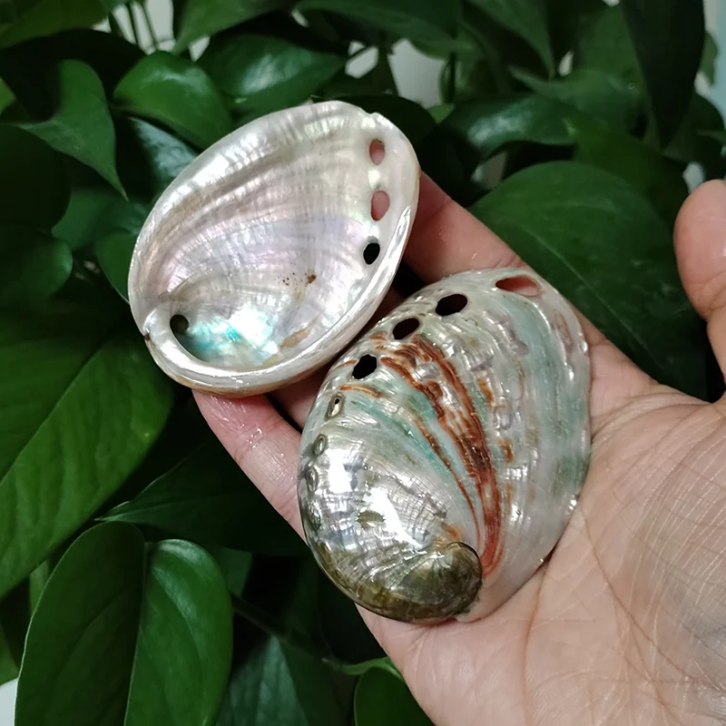 2 PC Polished Red Baby Paua Abalone Shell Home Décor and to Gift Hand Selected 100% Natural Shell  8-9CM