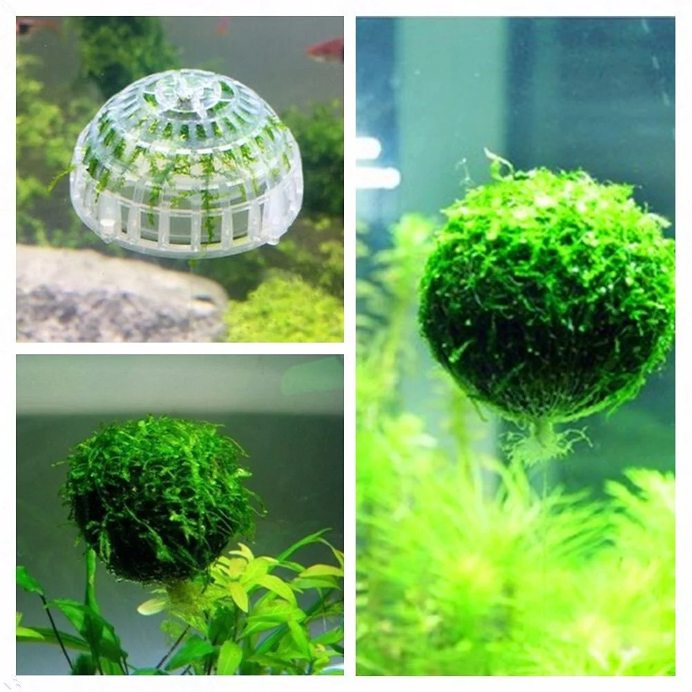 

5X2.5Cm Water Grass Frame Cage For Shrimp Aquarium Tank Decoration Moss Ball Holder Plastic Frame Shrimp Cave Playground