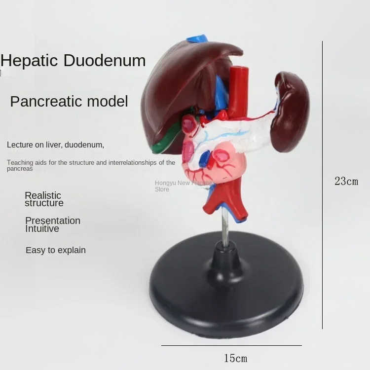 Liver, duodenum, pancreas Demonstration experimental equipment Teaching equipment Enlargement model of human organ