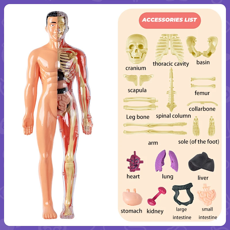 3D シミュレーション人間の骨格構造生物学モデル取り外し可能な骨格器官体解剖学的学習教育ツール子供のため