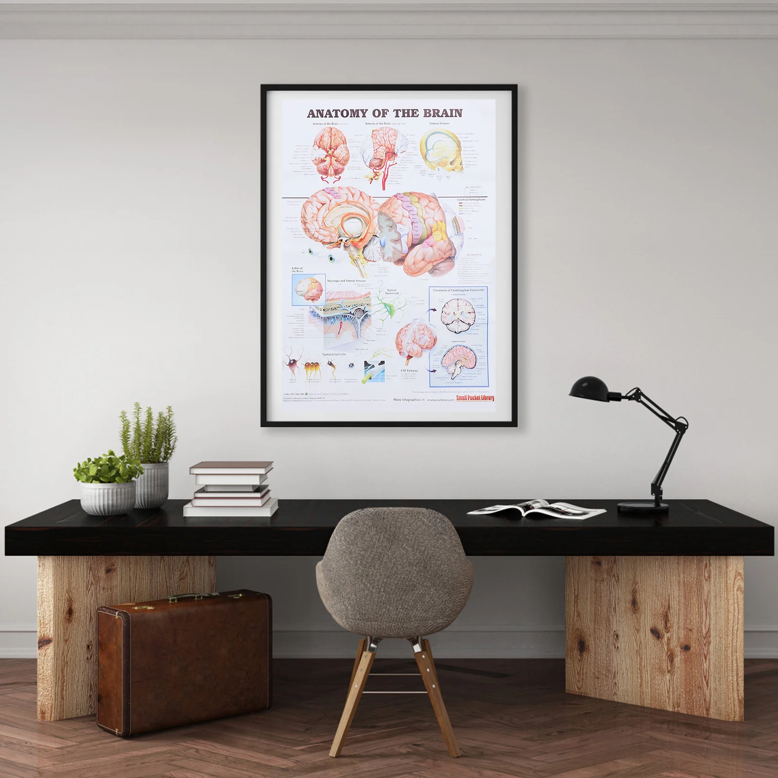 

Analysis Poster Human Brain Anatomical Anatomy Teaching Chart Wall Medical Model Frameless