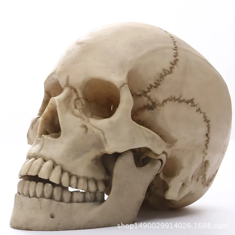 1:1 Human Head Skull Statue for Home Decor Resin Figurines Halloween Decoration Sculpture Medical Teaching Sketch Model Crafts