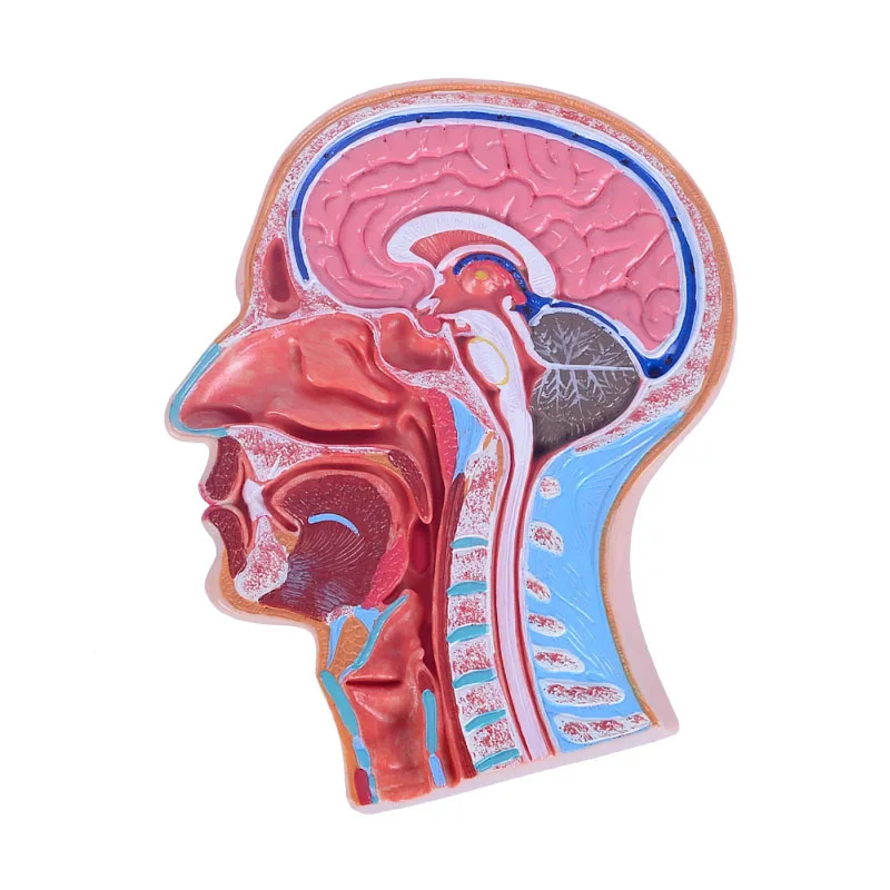 Human Median Section of the Head Hospital School Medical Teaching Training Anatomical Model