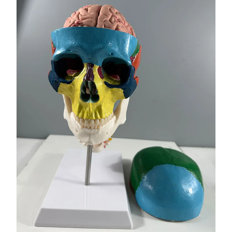 Skull model color PVC anatomical model with spine and brain medical teaching training model