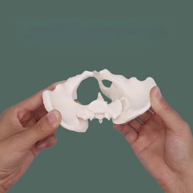 

Medical Teaching Tools Skeleton PVC Model Student Teaching Equipment Knee Joint Model Lumbar Pelvic Skeleton Anatomy Model