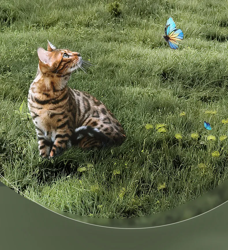 Pet Cat Hair Air Purifier, Suction Cat Hair Floating Hair Deodorization, Odor Removal, Allergen Removal
