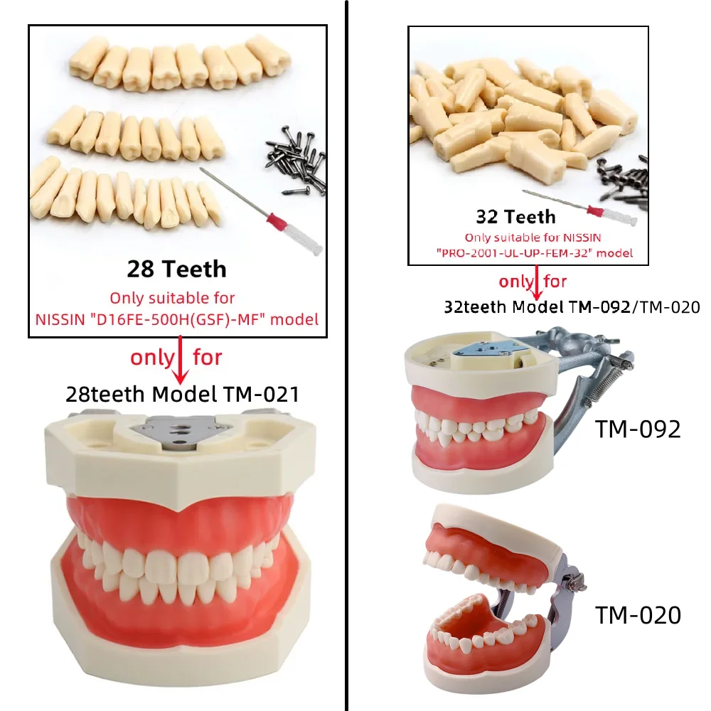 28/32 Teeth Model For Dental Technician Practice Training Studying FE/DP Jaw Typodont Soft Gum Dental Model Teeth Teaching Model