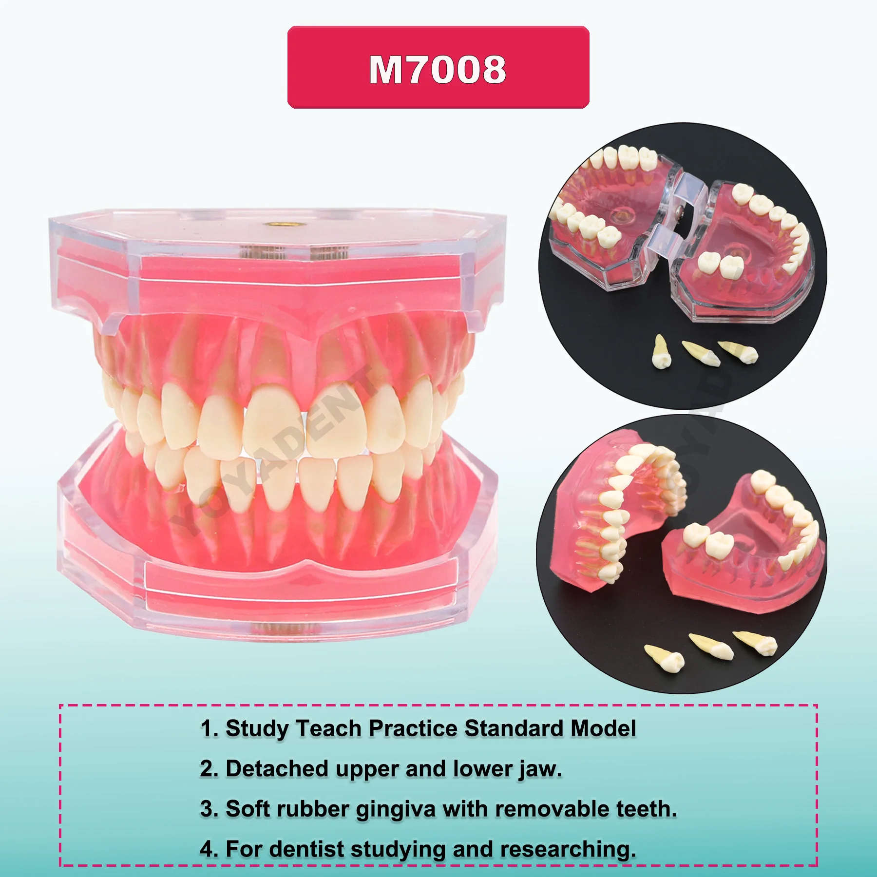 Zęby dentystyczne 28 szt. Kolorowa z żywicy cząstki zęba pełne stałe dla dorosłych do nauczania stomatologii studiując praktykę demonstracyjną M7021