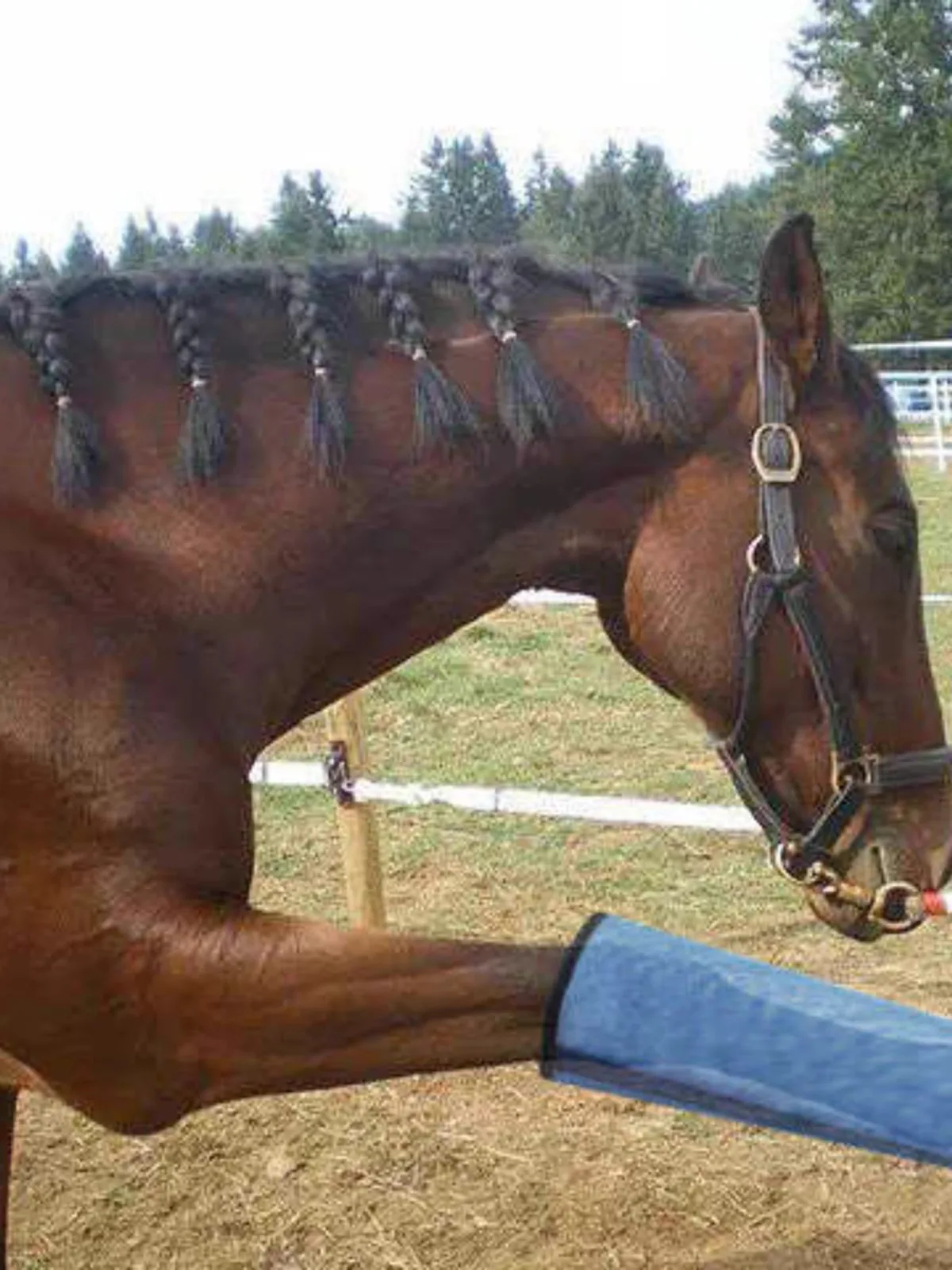 Botas voladoras de malla, equipo protector de caballo, protectores de piernas de caballo, fijaciones de piernas de caballo, repelente de mosquitos, cubierta de pierna de caballo, prevención de moscas