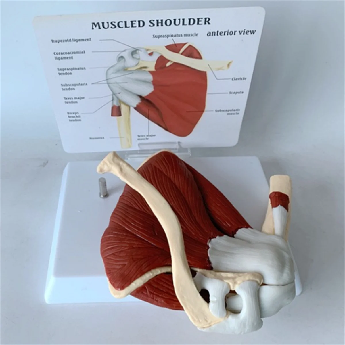 Modèle d'épaule musculaire ABZL, modèle musculaire d'articulation de l'épaule droite d'anatomie humaine, modèle d'anatomie du bureau et de la salle de classe de médecin