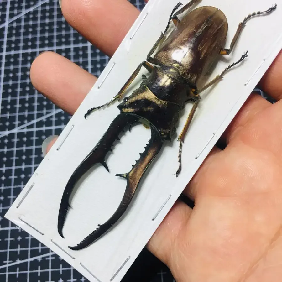

60-83mm Cyclommatus Metallifer CMF Real Insect Specimen A Beetle Collection DIY Punk Insect Material Home Decor Sculpture