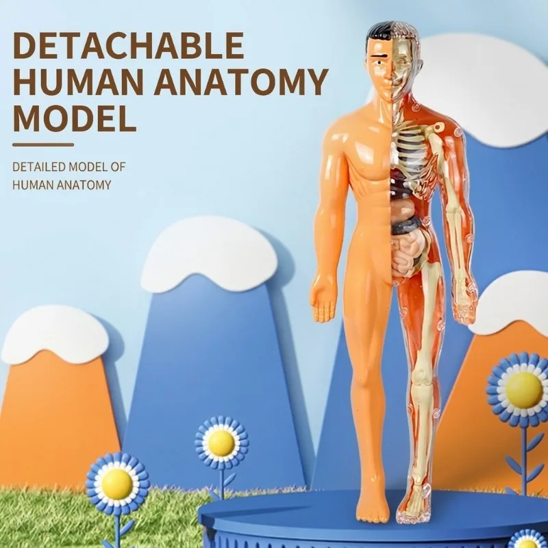 Primary School DIY Human Body Model Science Experiment Set Handmade Technology Production Material Pack Educational Puzzle