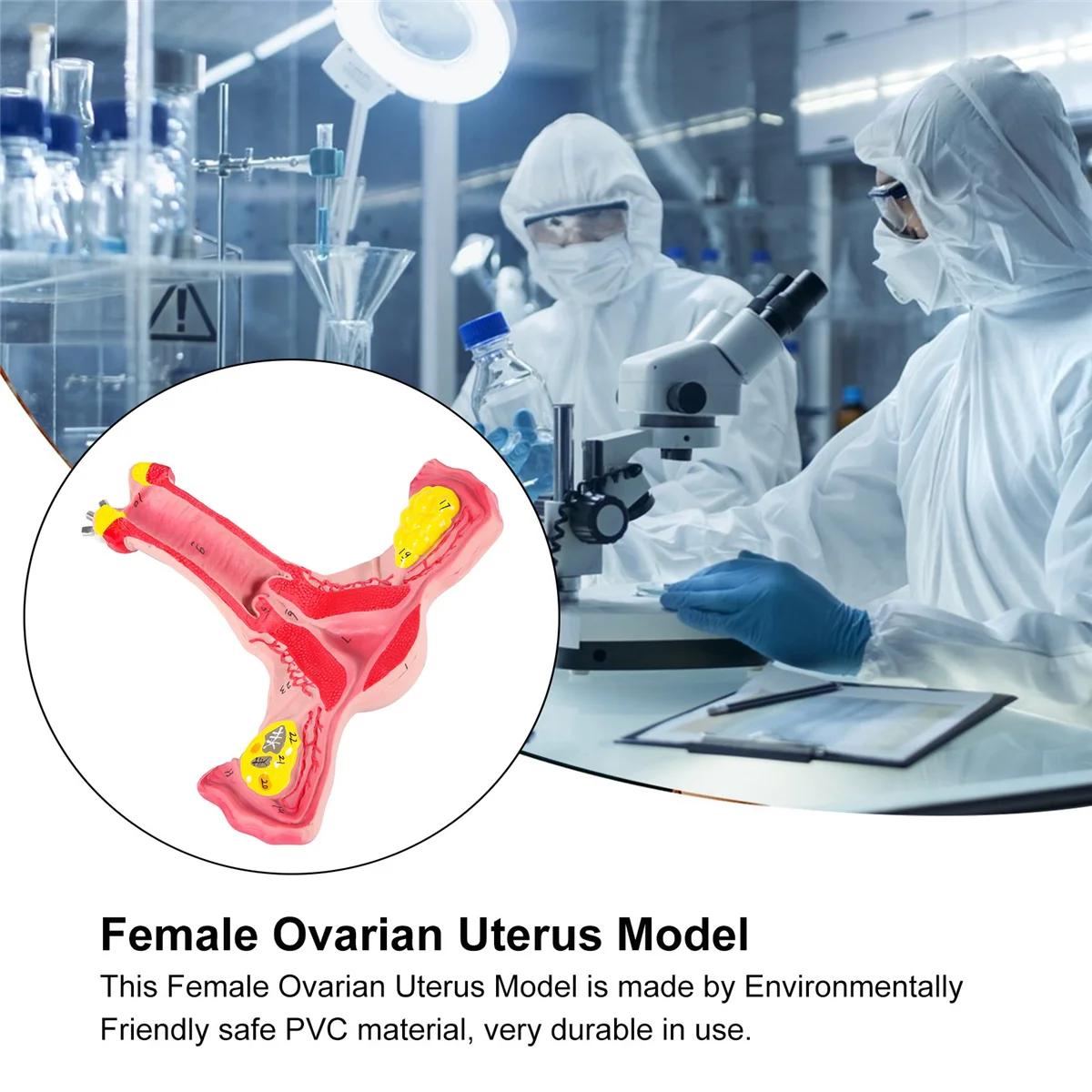 1:1 Human Female Uterus Ovary Fallopian Tubes Model Anatomical Human Anatomy Model Teaching Tools