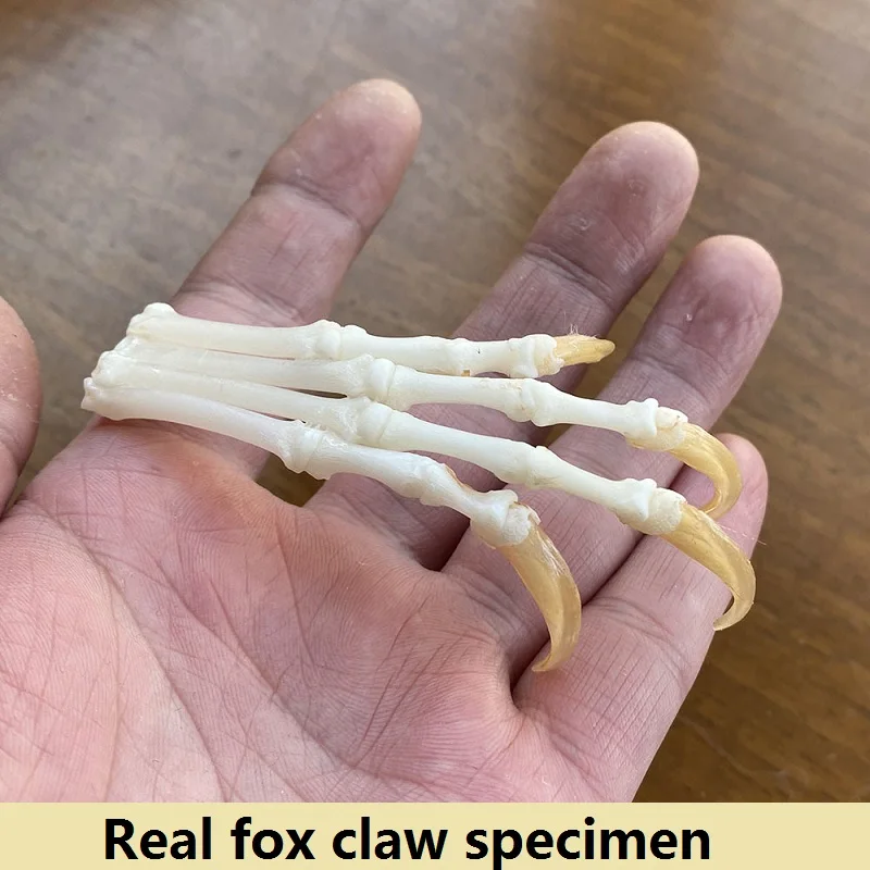 

1: 1Install perfect fox claw specimen animal model handicraft collection teaching equipment home decoration livingroom decor