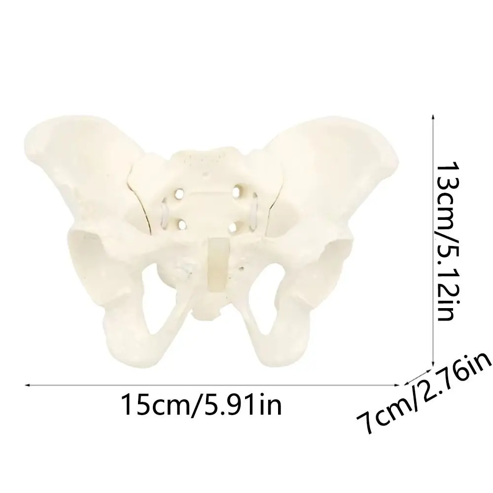 نموذج الحوض الأنثوي بالحجم الطبيعي نموذج الورك-نموذج تشريح الأنثى ، نموذج الحوض عظم الورك نموذج تشريحي أنثى 1:2 Pelvi مرن