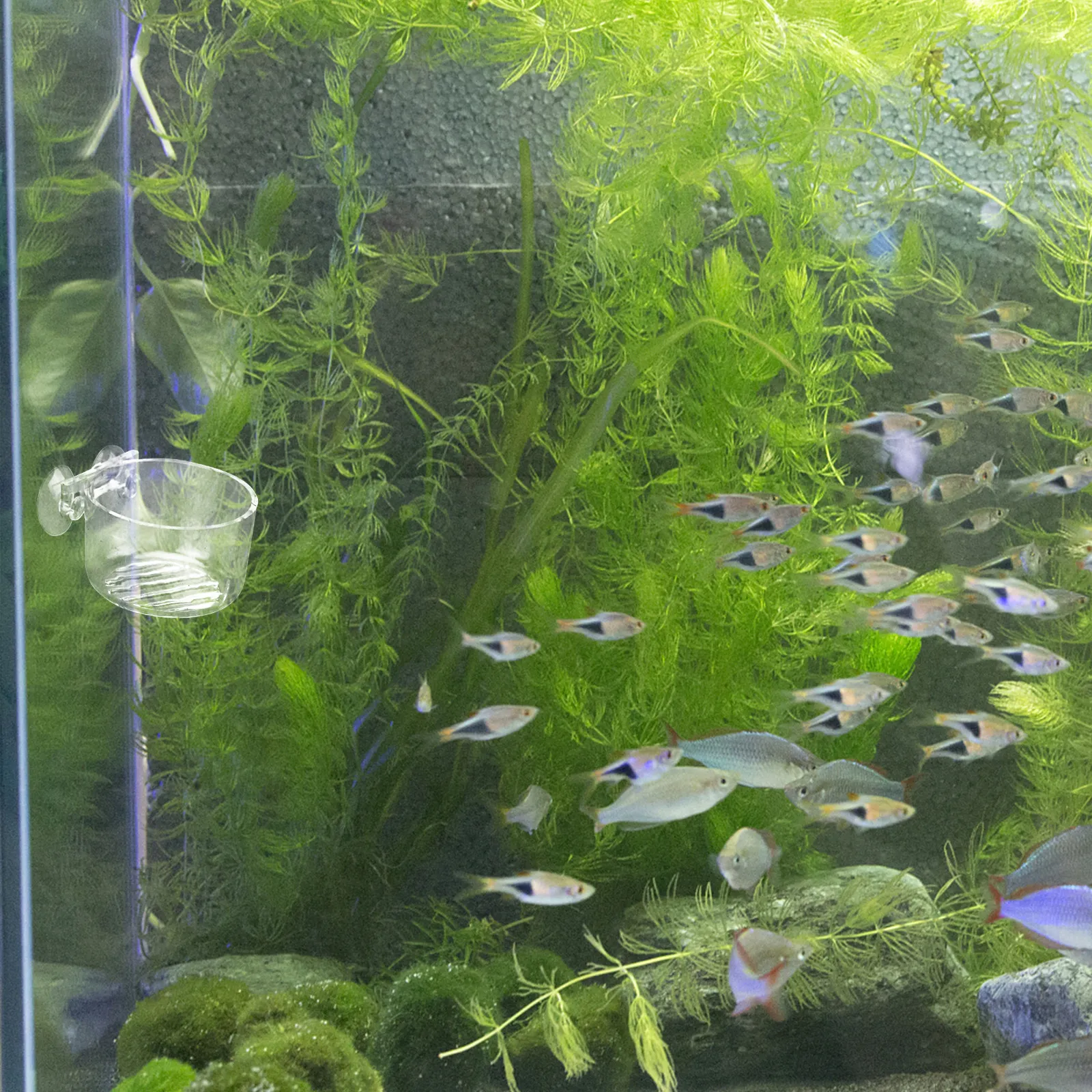 

2 шт. акриловые кормушки для аквариума с премиальным дизайном на присосках, для кормления рыб, сохраняют воду чистой, без проливания, миска для корма для рыб, для домашних животных