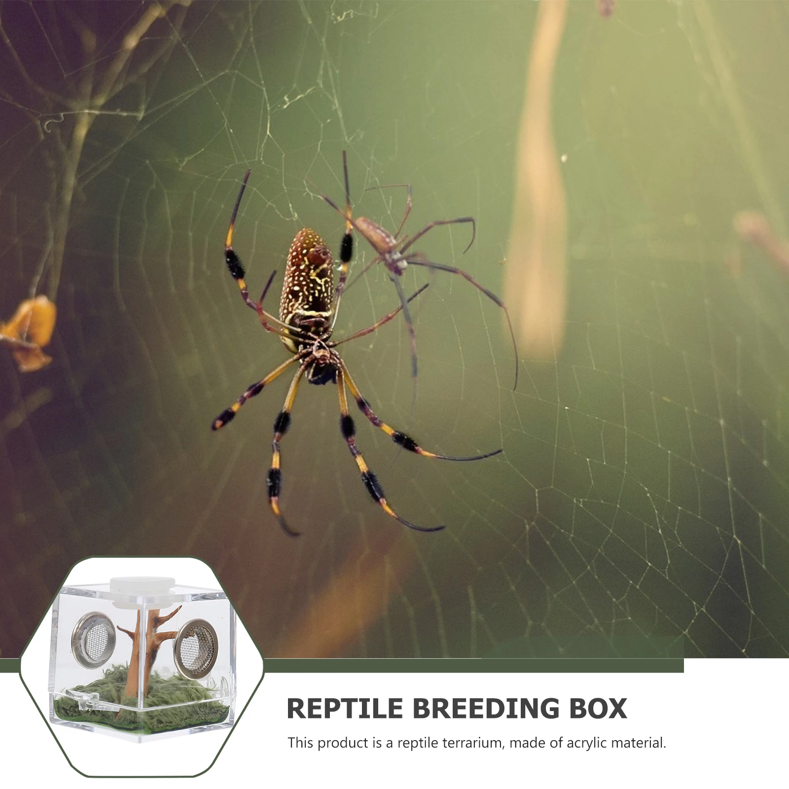 

1 set 1 Set Transparent Reptile Breeding Box Wear-Resistant Ventilation Design Moisture Resistant For Spider Scorpion Pet Supply
