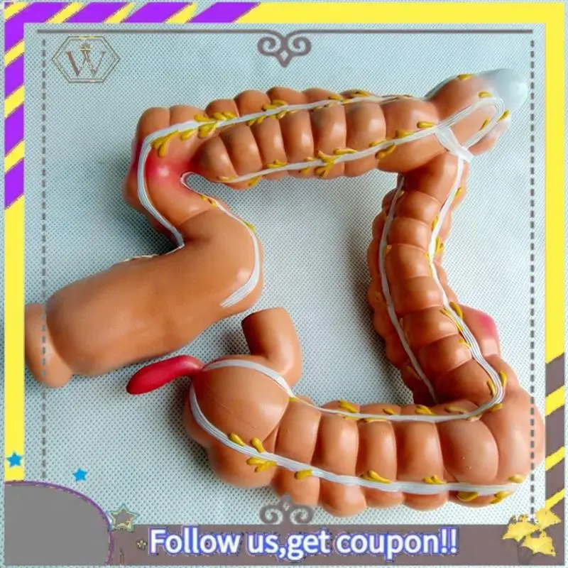 New Teaching Model,Human Large Intestine Anatomy Model Visceral Lesion Model Human Digestive System Learning Model Easy Install