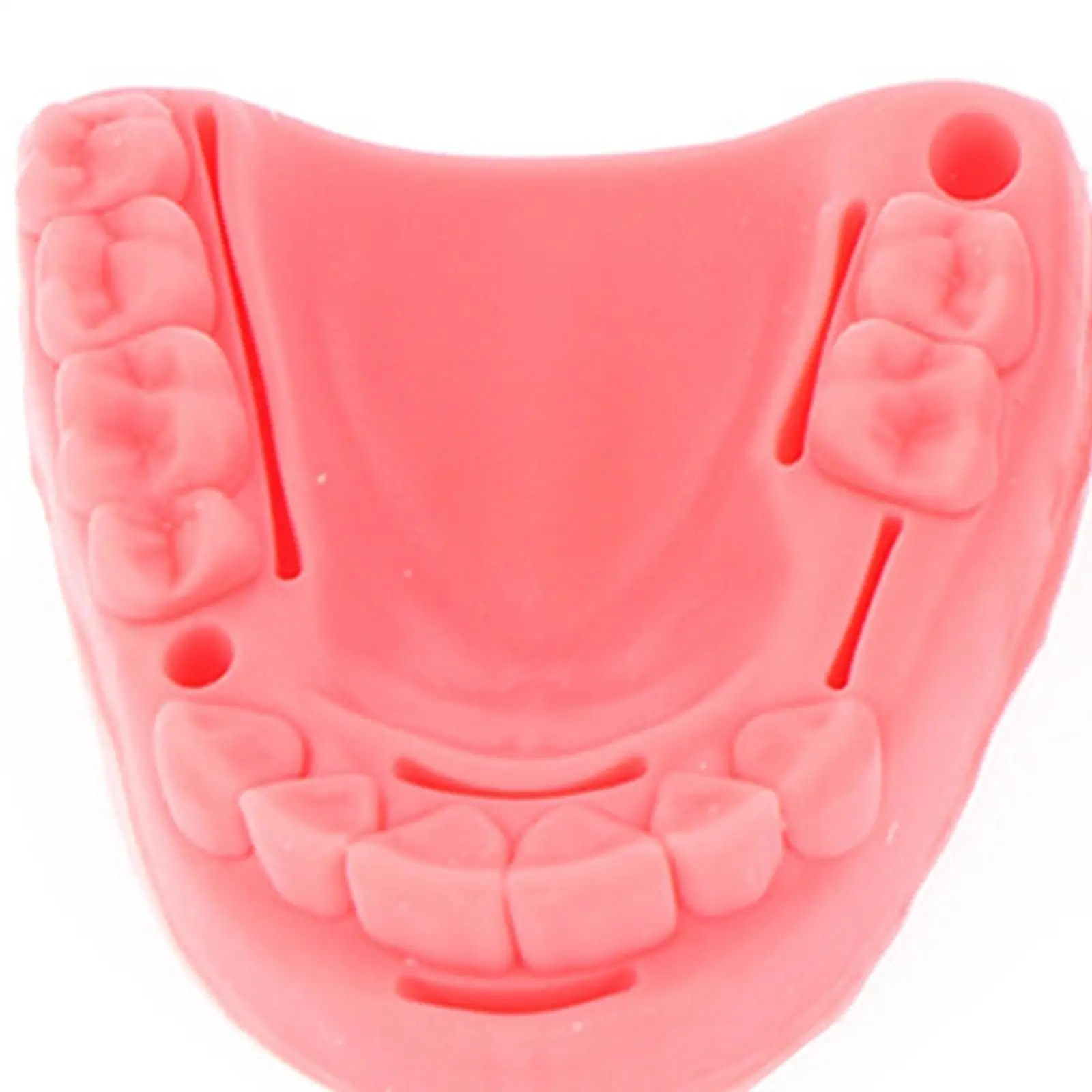 Oral Suturing Training Model Exercise Training Model for Nurses Vets Doctors
