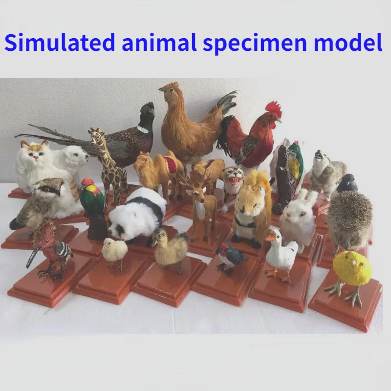 Simulated animal specimen Kindergarten Simulated bird model Poultry animal model Animal specimen decor exhibition Research