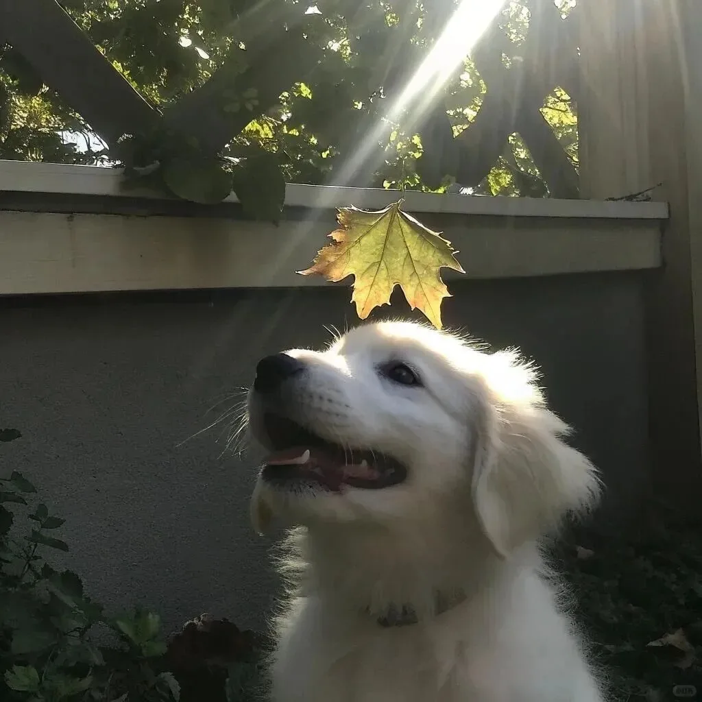 

Аппарат для электромагнитной ударно-волновой терапии с двойной рукояткой для лечения эректильной дисфункции, целлюлита и массажа от боли в теле