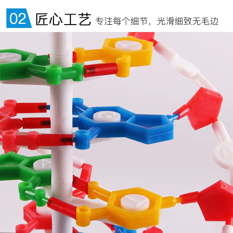 DNA double helix structure model high school structure teaching aids