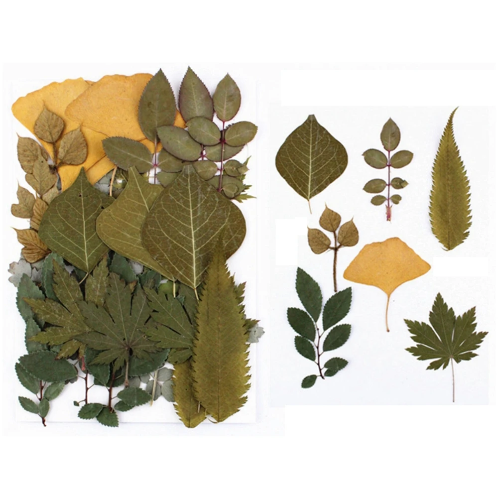 Stickers pressed flowers Resin Making Leaf specimen Dried Pressed Leaves resin accessory dried flowers Artificial Decorations