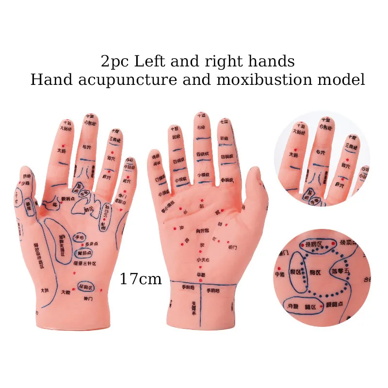 Hand And Foot Ear Acupoint Model Meridian Massage Acupuncture And Moxibustion Model Medical Teaching Supplies