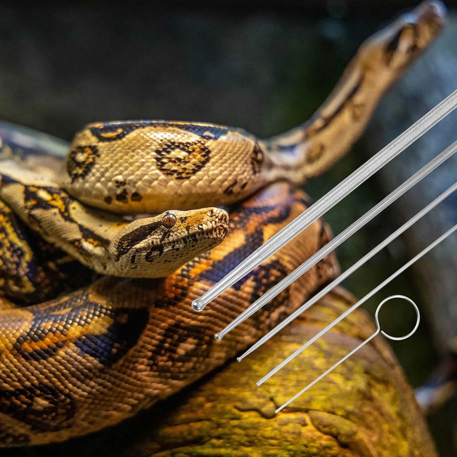 

6Pcs Stainless Steel Snake Gender Probe Professional Reptile Sexing Tool Portable Lightweight Safe Eco Friendly for