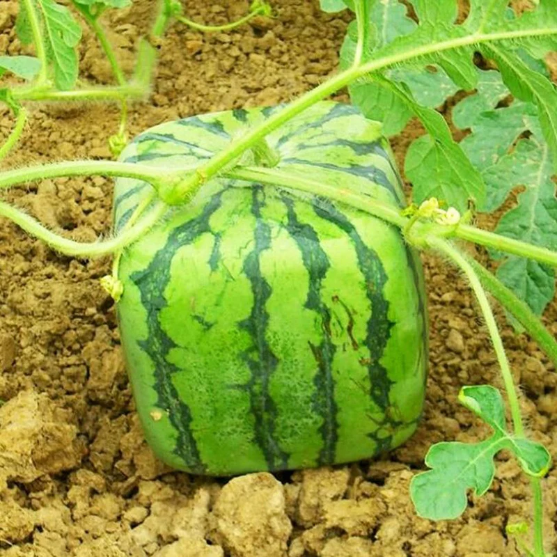 Square Heart Watermelon Mold Garden Fruit Growth Forming Shaping Mould Tool