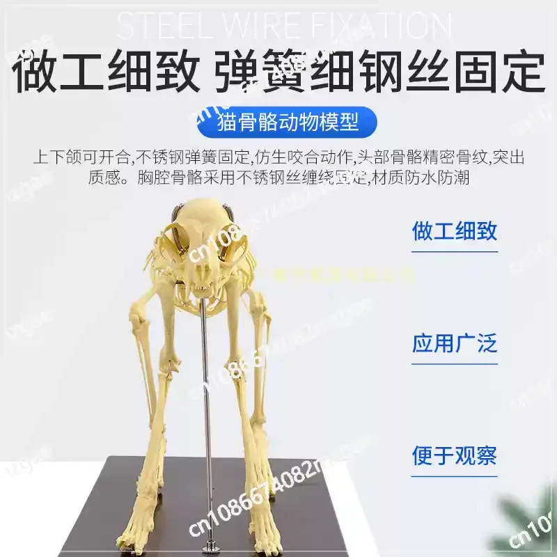 Cat and Dog Skeleton Anatomy Model Kit, Veterinary Teaching Specimen with Bones Skeleton Anatomical Display