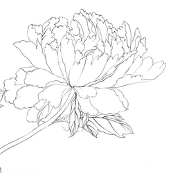 Chinese Painting Peony Line Draft Paper Meticulous Painting Print Flowers Line Drawing Copying Manuscript with Coloring Picture