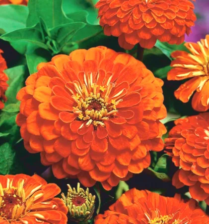 Semillas de Zinnia Daliowa Orys, 1G, naranja, más de 100 semillas